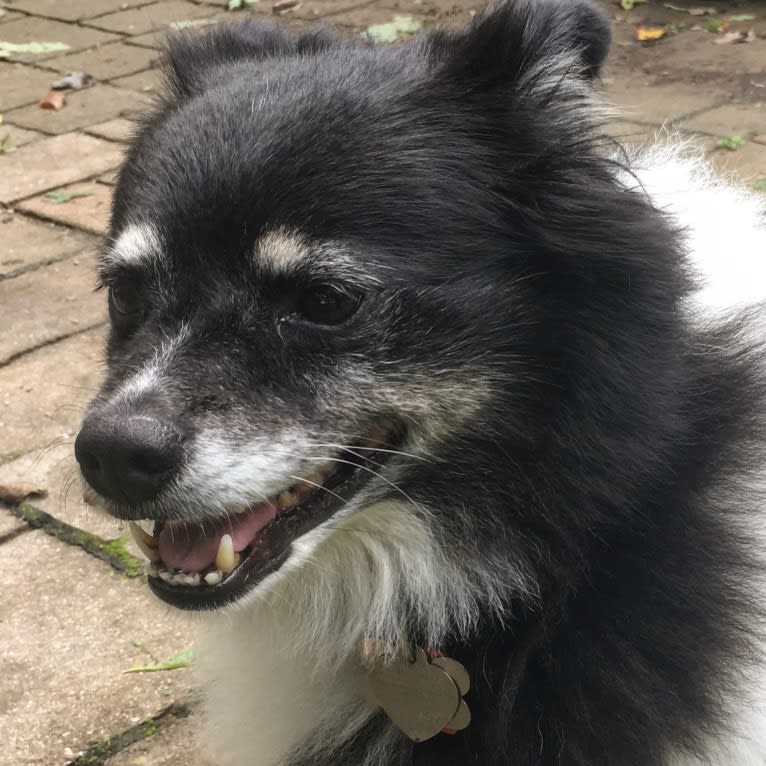 Piper, an American Eskimo Dog and Pomeranian mix tested with EmbarkVet.com