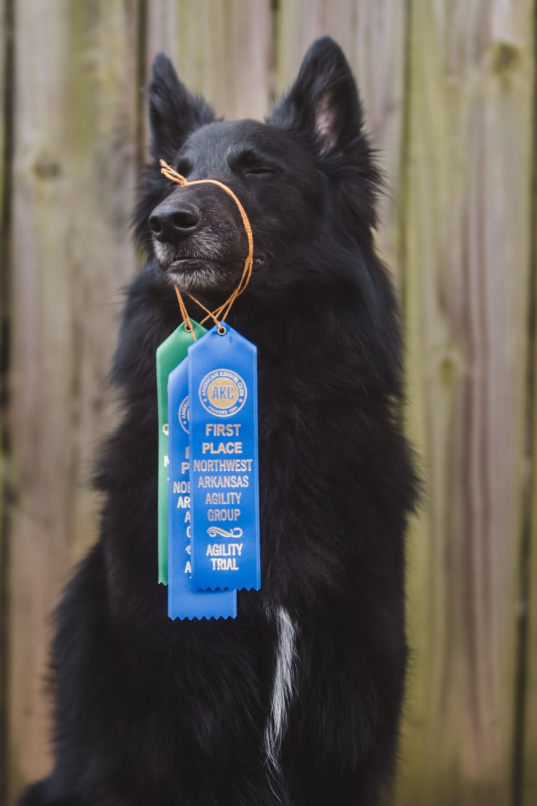 Spitfire's Quizzical Quest "Finch", a Belgian Shepherd tested with EmbarkVet.com