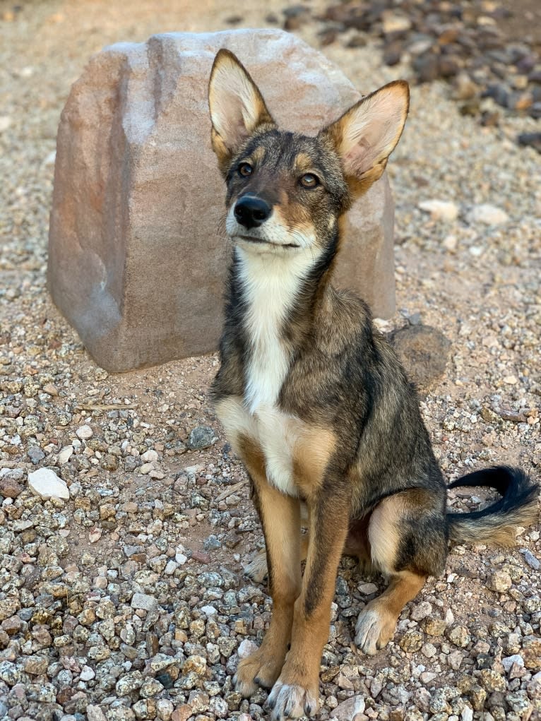 Cilantro, a Border Collie and Coyote mix tested with EmbarkVet.com