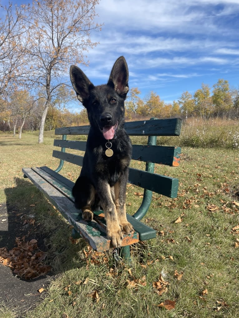 Dino, a German Shepherd Dog tested with EmbarkVet.com