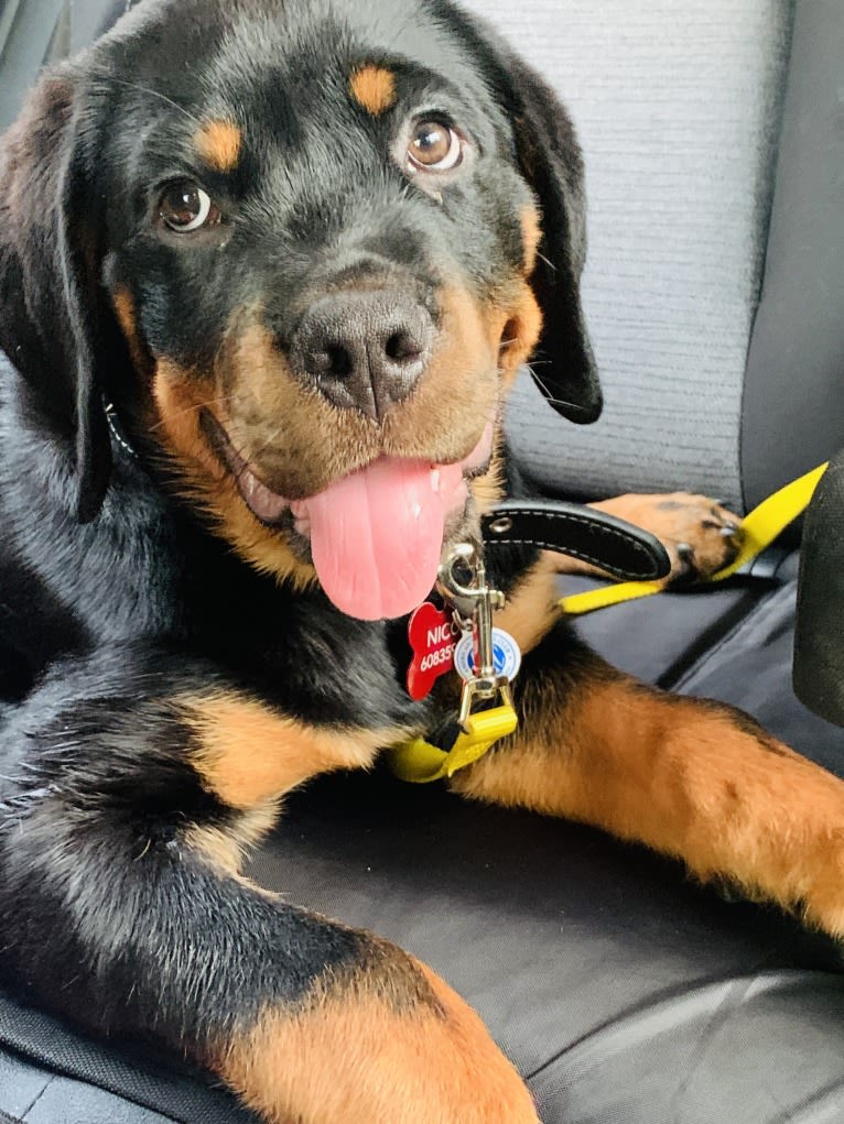 Chompy, a Rottweiler tested with EmbarkVet.com