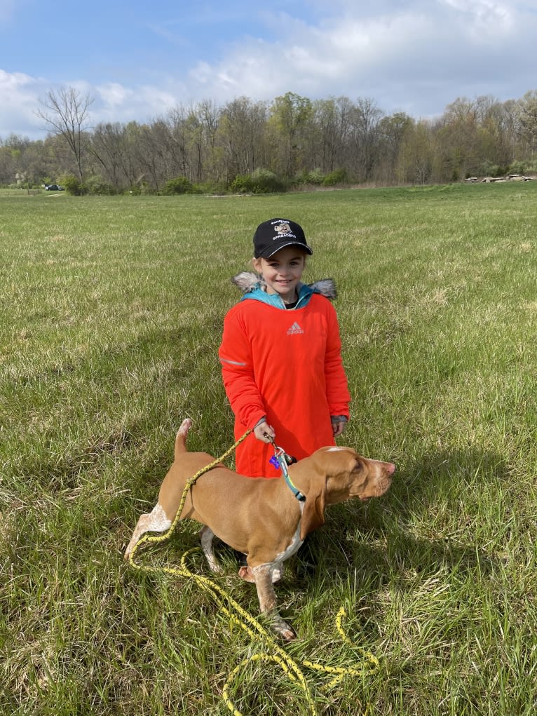 Archie, a Bracco Italiano tested with EmbarkVet.com