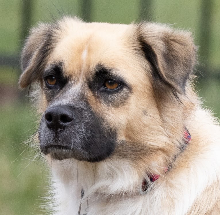 Joko, an American Pit Bull Terrier and Chow Chow mix tested with EmbarkVet.com