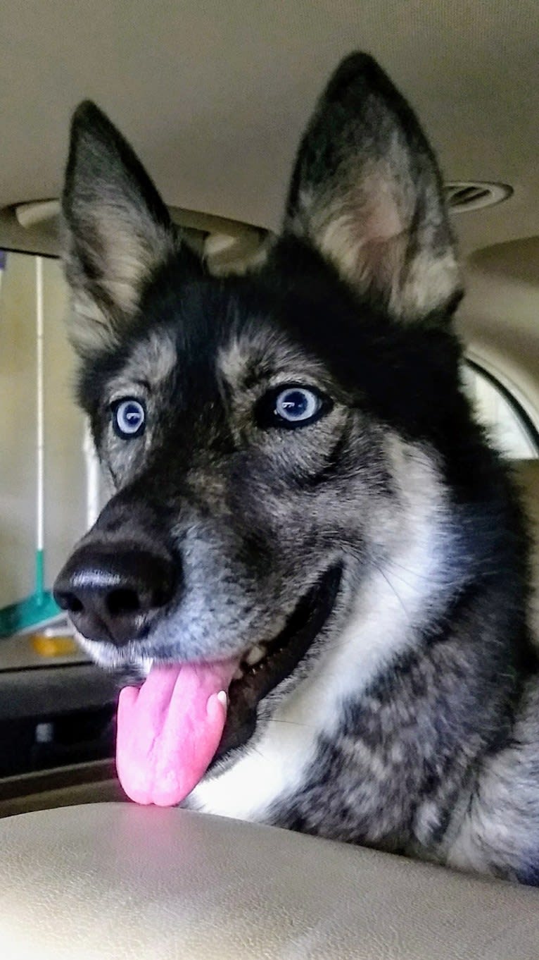 Basha, a Siberian Husky and German Shepherd Dog mix tested with EmbarkVet.com