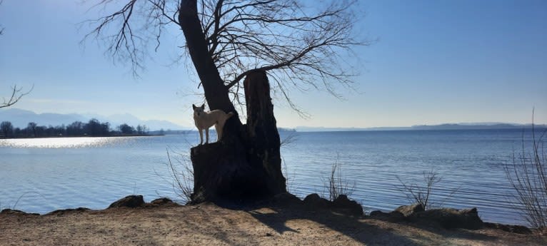 Widu, a Canaan Dog tested with EmbarkVet.com