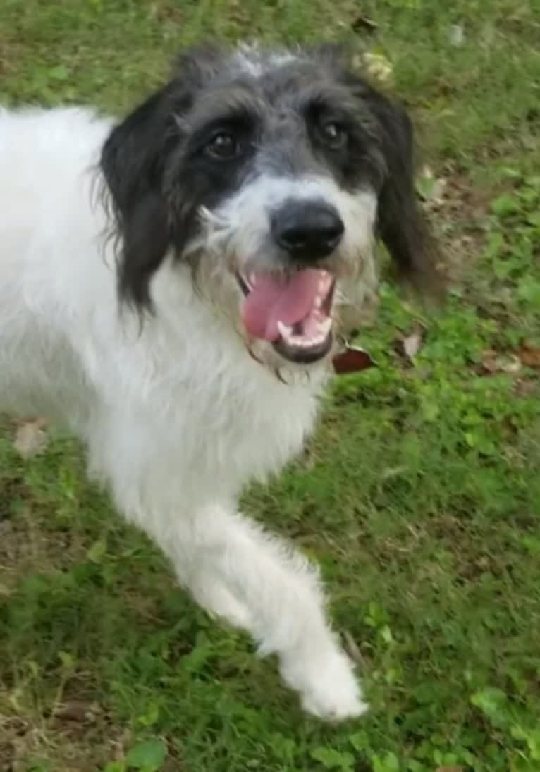 Raven, a German Shorthaired Pointer and Poodle (Standard) mix tested with EmbarkVet.com