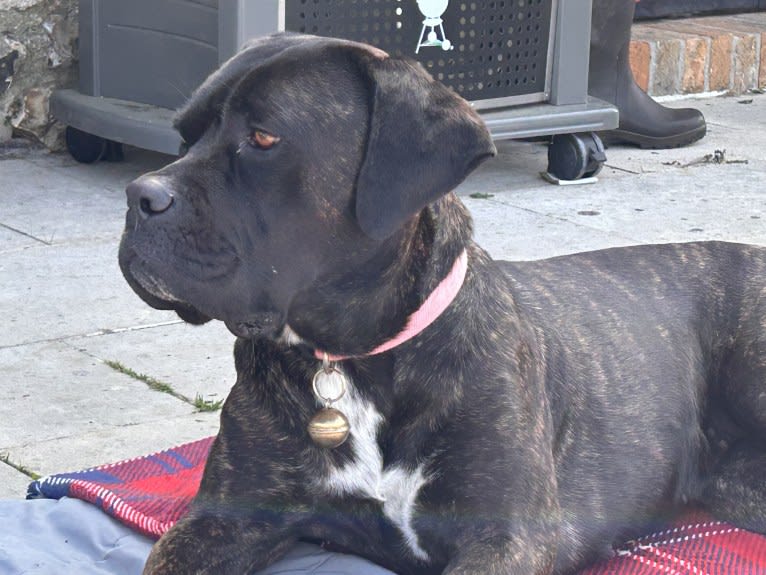Islay, a Cane Corso and Neapolitan Mastiff mix tested with EmbarkVet.com
