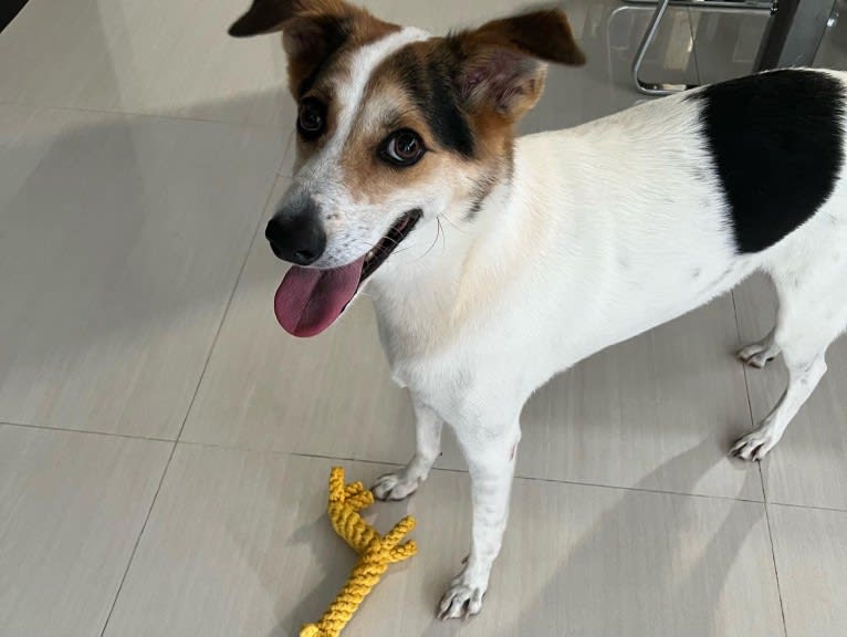 Bobo, a Southeast Asian Village Dog tested with EmbarkVet.com