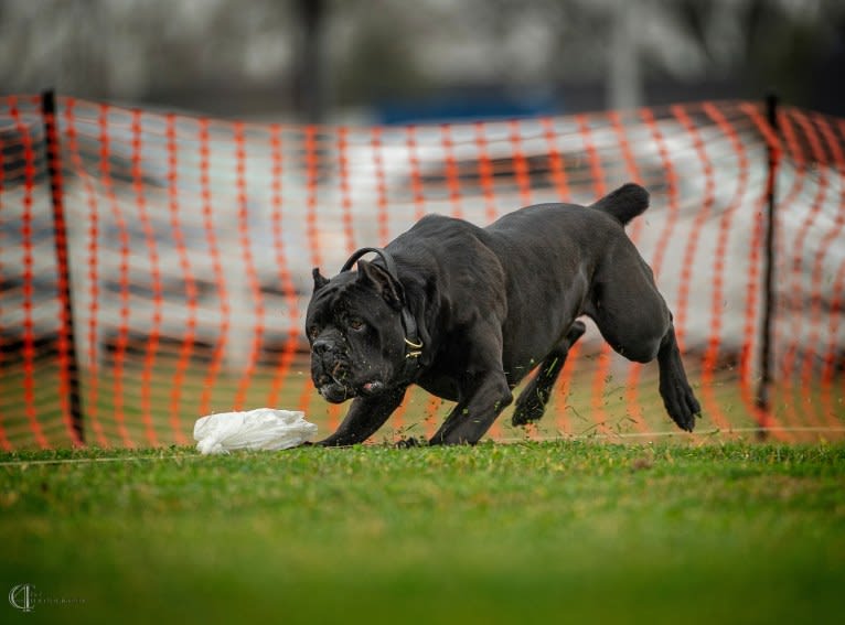 Diesel, a Cane Corso tested with EmbarkVet.com