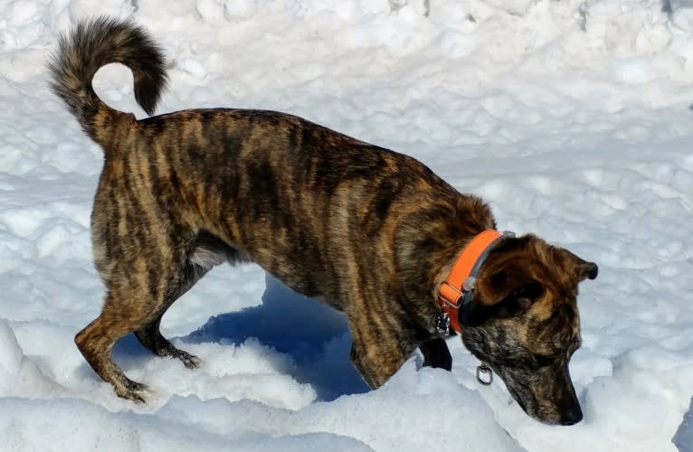 Roadie, a Labrador Retriever and Rottweiler mix tested with EmbarkVet.com