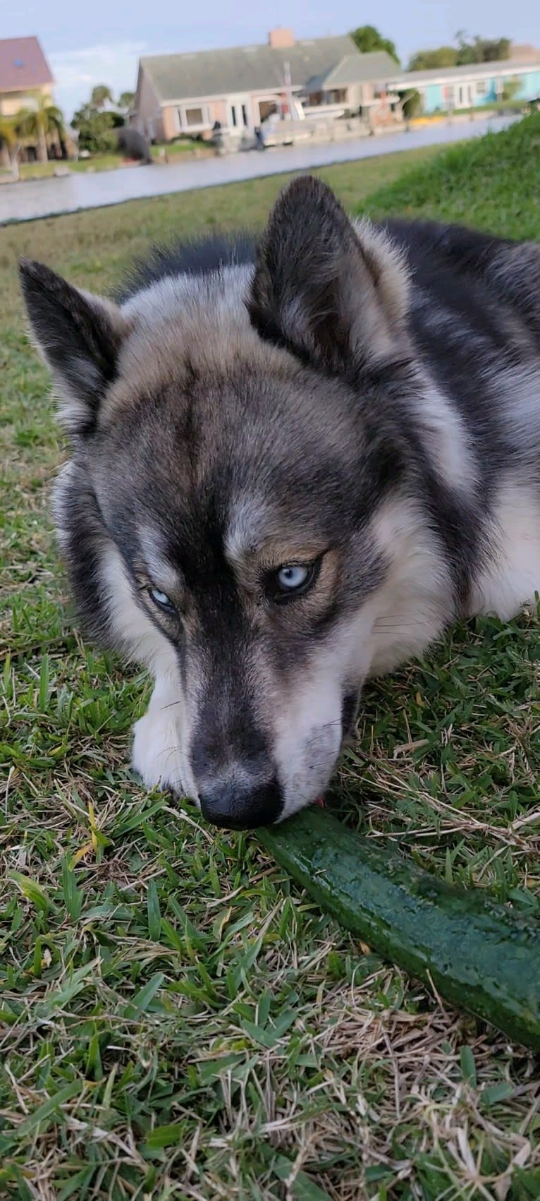 KYLO, a Siberian Husky tested with EmbarkVet.com