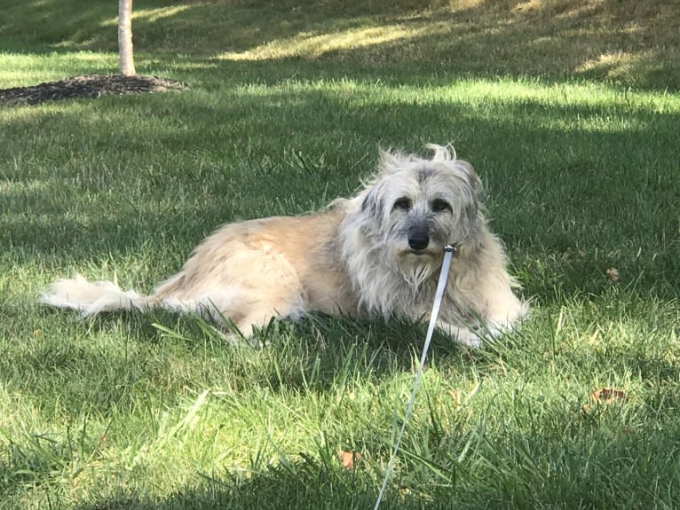 Charybdis, an Arabian Village Dog tested with EmbarkVet.com