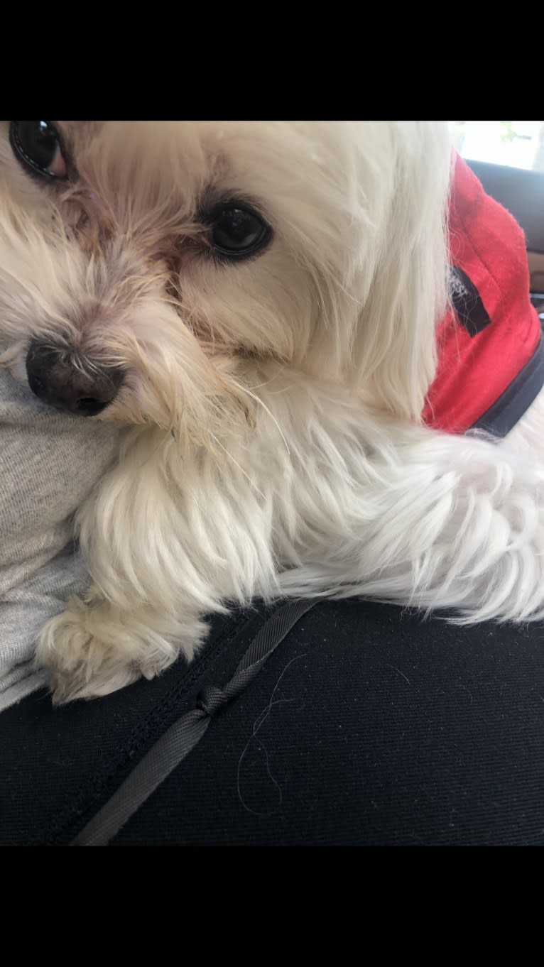 Shaboobalabooby “Boo” Elliott Peabody Minimus, a Maltese tested with EmbarkVet.com