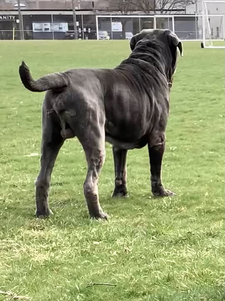 Kaiser, a Neapolitan Mastiff tested with EmbarkVet.com