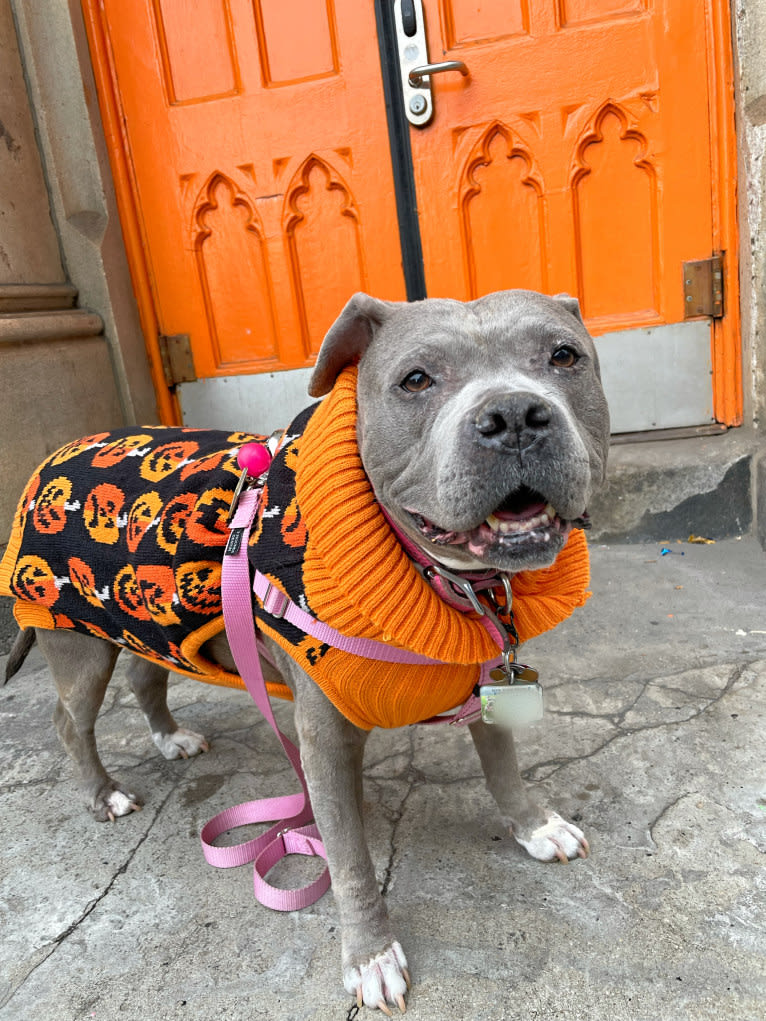 Stevie Nicks, an American Staffordshire Terrier tested with EmbarkVet.com