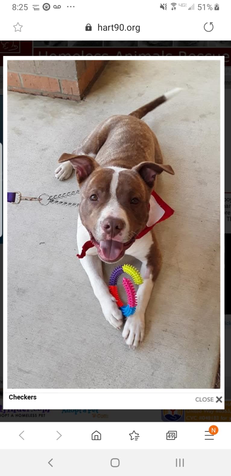 GUNNER, an American Bully tested with EmbarkVet.com