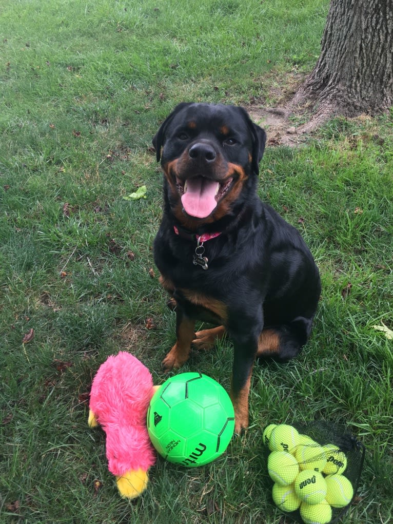 Emma Lou, a Rottweiler tested with EmbarkVet.com