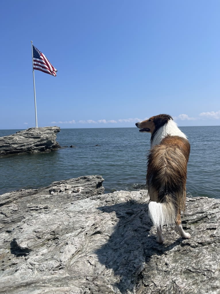 Greer, a Collie tested with EmbarkVet.com