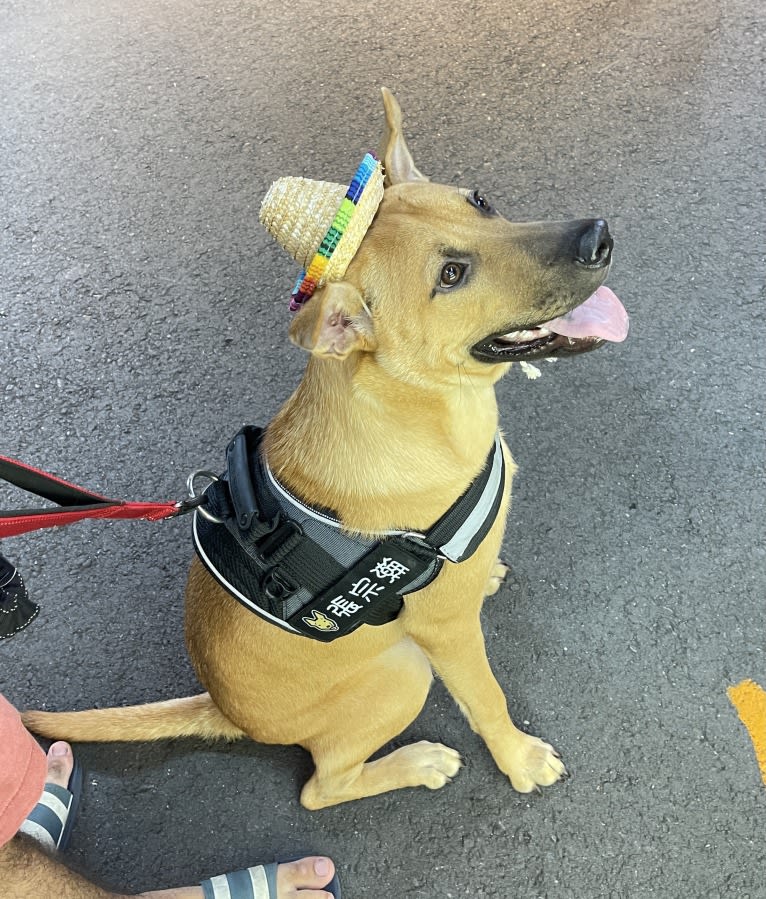 Christopher, a Formosan Mountain Dog tested with EmbarkVet.com