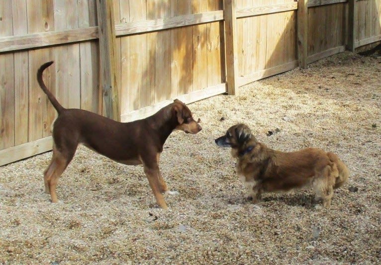 Beach's Dorie Jade, a Catahoula Leopard Dog tested with EmbarkVet.com