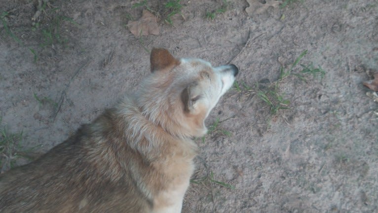 Lassie, a Pomeranian and Rat Terrier mix tested with EmbarkVet.com