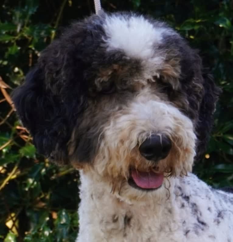 Utah, a Poodle (Standard) tested with EmbarkVet.com