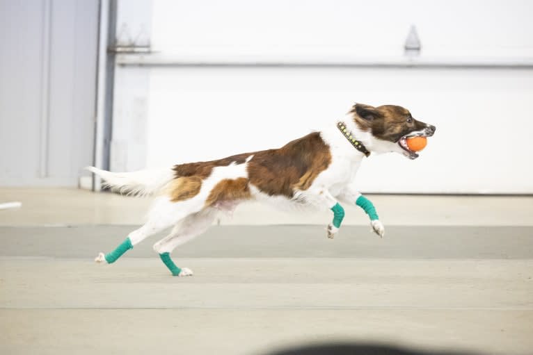 Bender, a Whippet and Border Collie mix tested with EmbarkVet.com