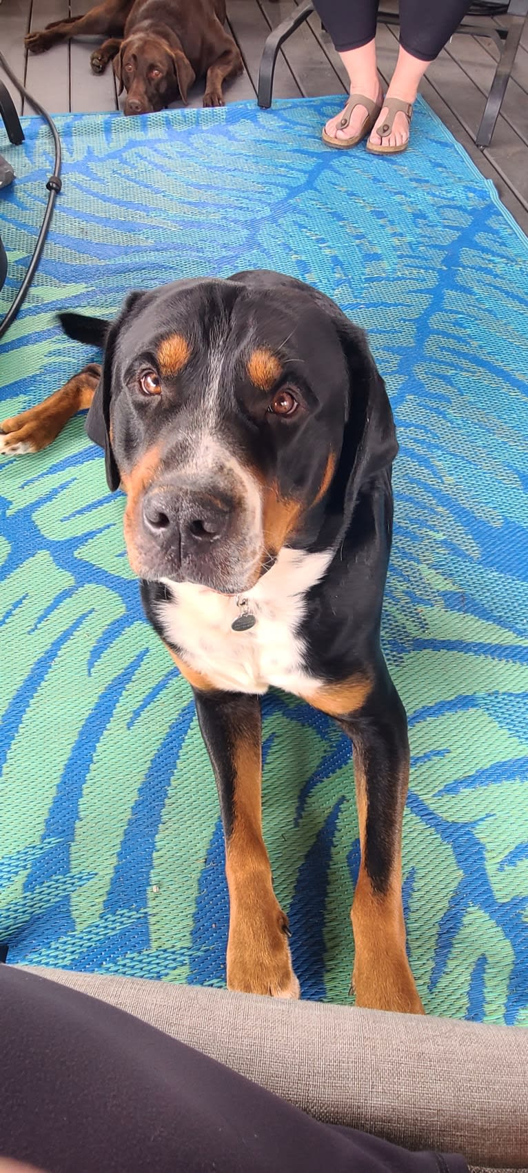 Augustus of La Sabana, a Greater Swiss Mountain Dog tested with EmbarkVet.com