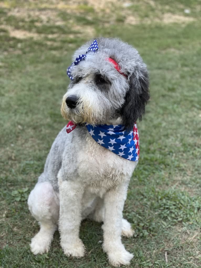 Cleopatra, a St. Berdoodle tested with EmbarkVet.com