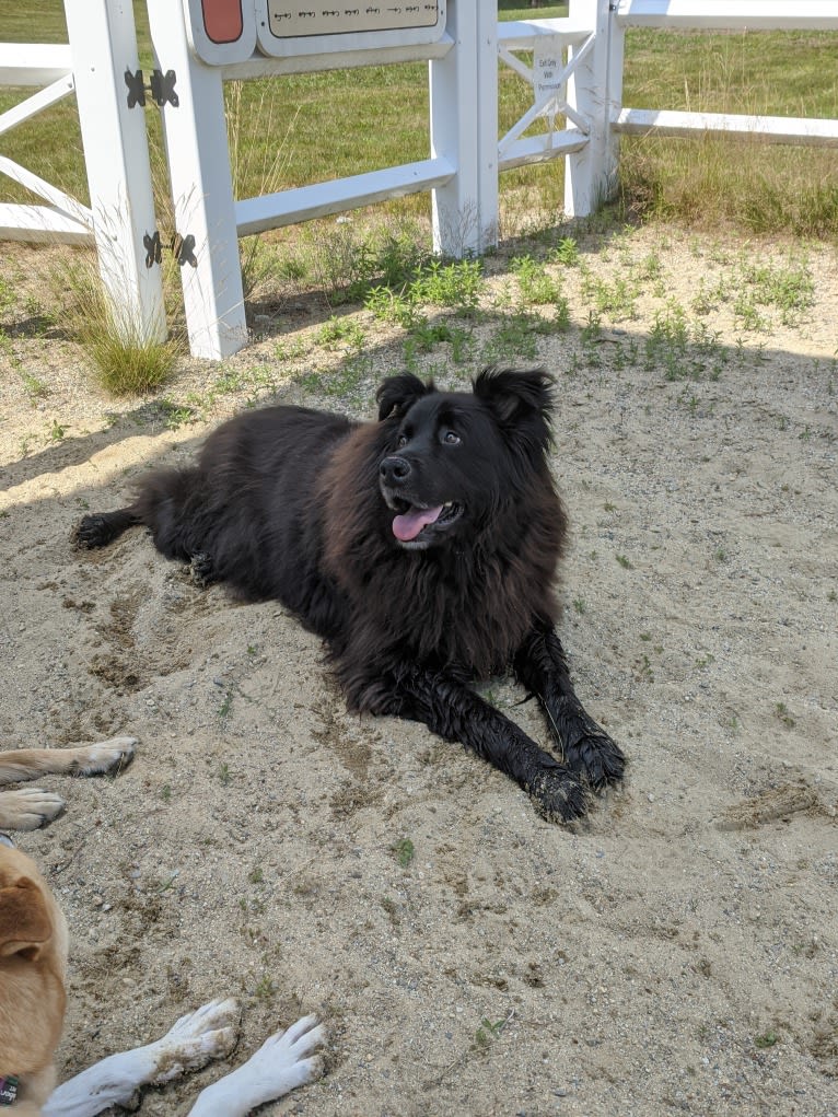 Teddy, a Rottweiler and Samoyed mix tested with EmbarkVet.com