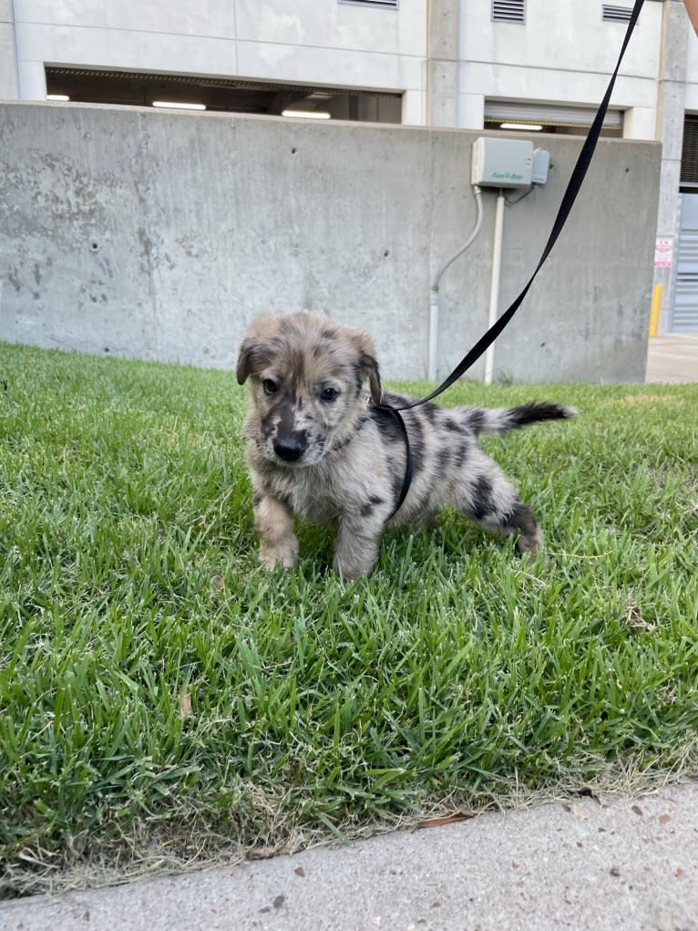 Murphy, a German Shepherd Dog and Labrador Retriever mix tested with EmbarkVet.com