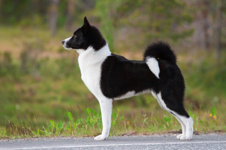 Rohmoivan Evita, a Karelian Bear Dog tested with EmbarkVet.com