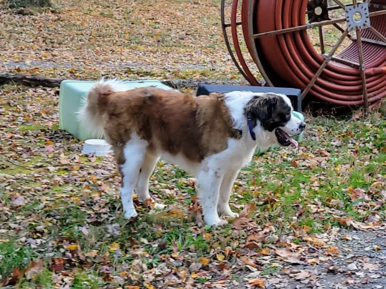 Thor, a Saint Bernard tested with EmbarkVet.com