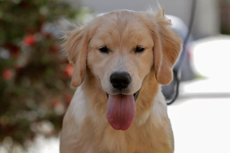 Selene, a Golden Retriever tested with EmbarkVet.com