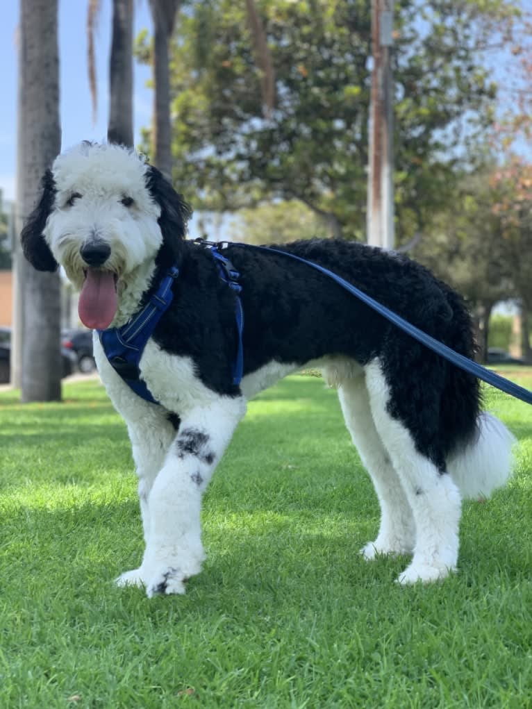 Jasper, a Sheepadoodle tested with EmbarkVet.com