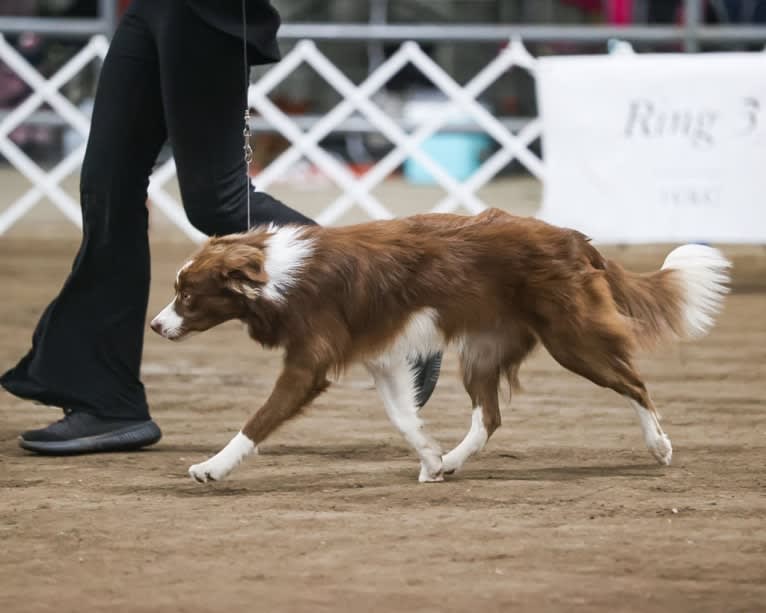 Flare, a Border Collie tested with EmbarkVet.com