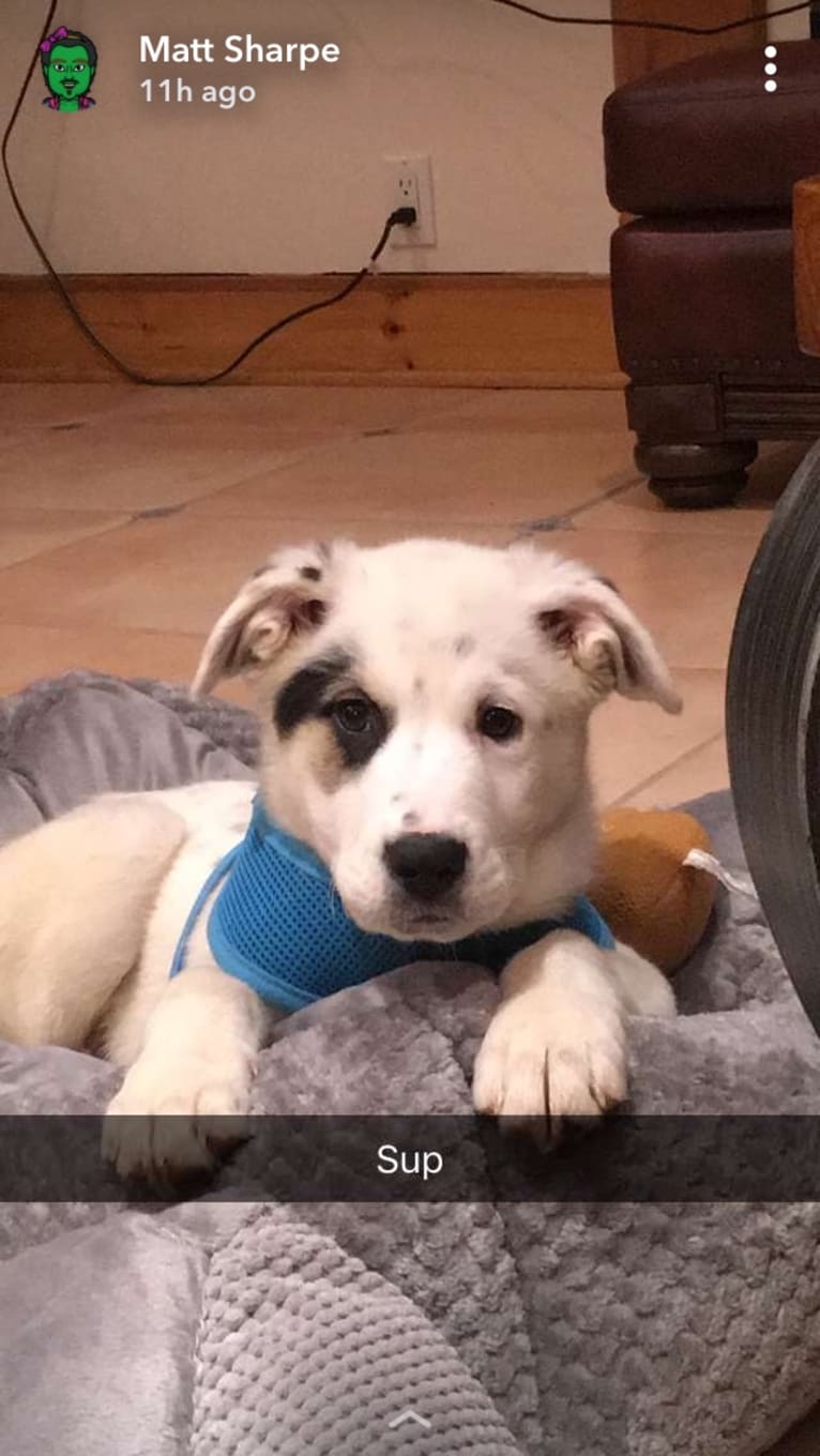 Toby, an American Pit Bull Terrier and Great Pyrenees mix tested with EmbarkVet.com