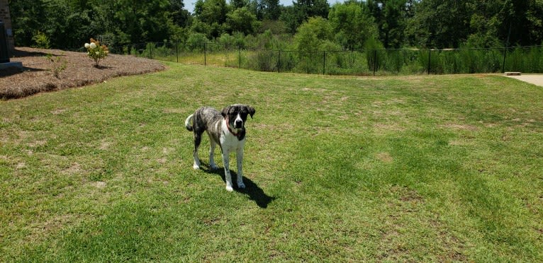 Oliver, a Great Pyrenees and American Pit Bull Terrier mix tested with EmbarkVet.com