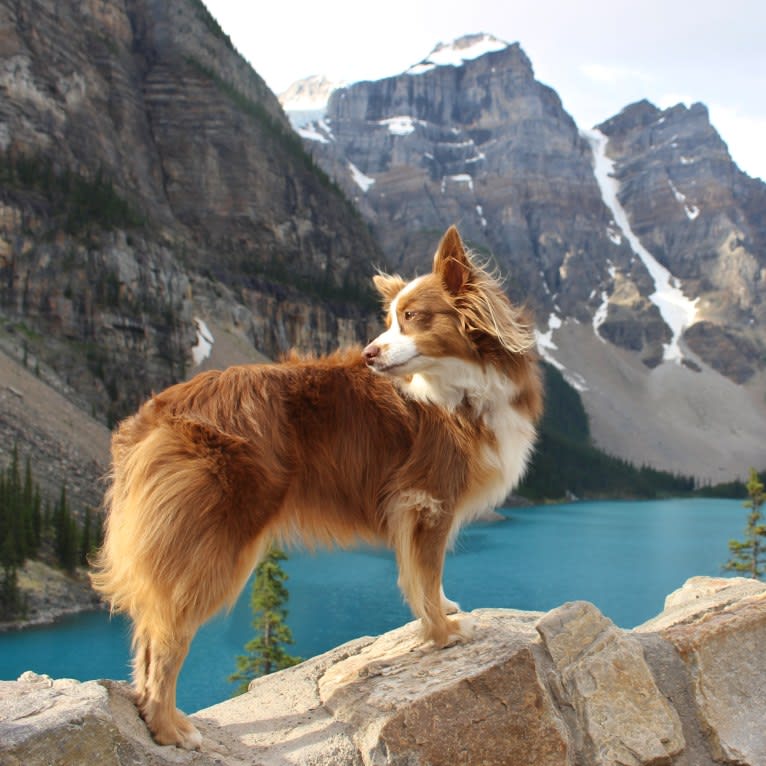 Koda, an Australian Shepherd tested with EmbarkVet.com