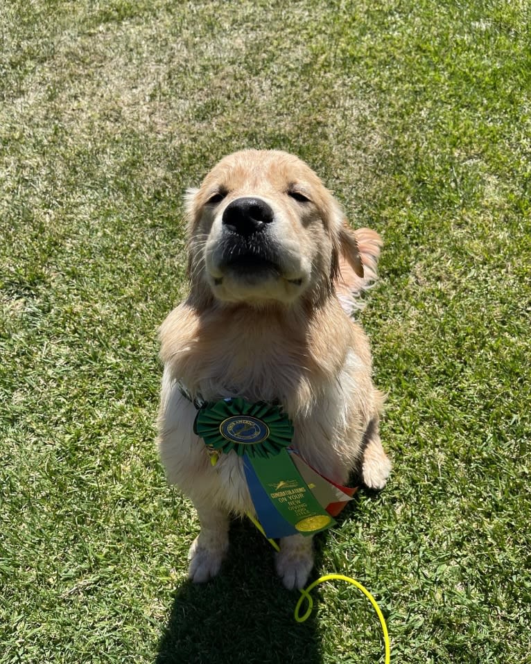 Selene, a Golden Retriever tested with EmbarkVet.com