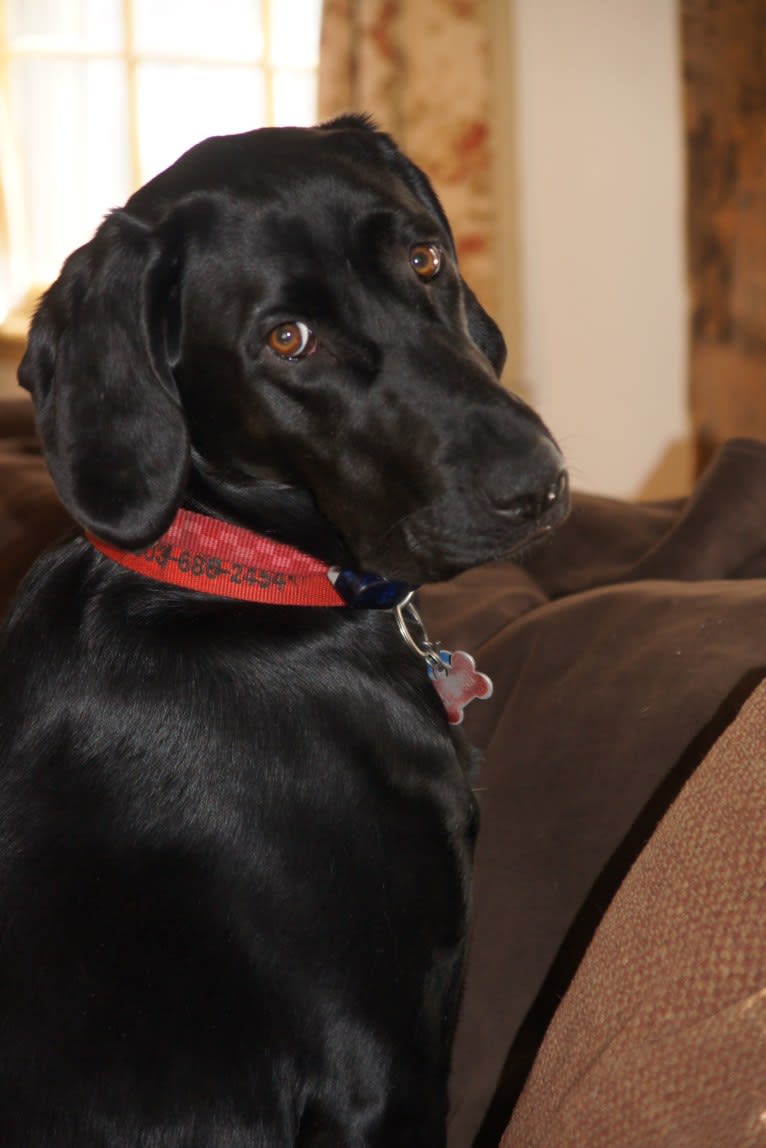 Maggie, a Bloodhound and Labrador Retriever mix tested with EmbarkVet.com
