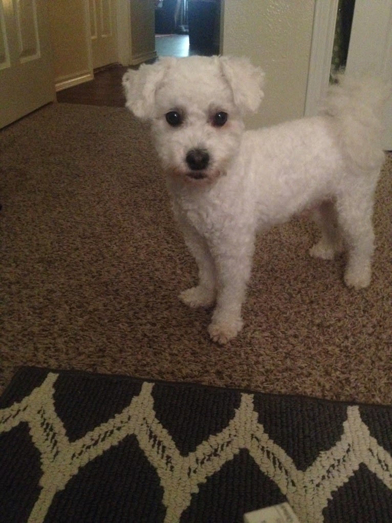 Nimbus, a Poodle (Small) and Bichon Frise mix tested with EmbarkVet.com