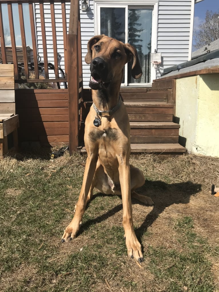 Great dane german shepherd hotsell