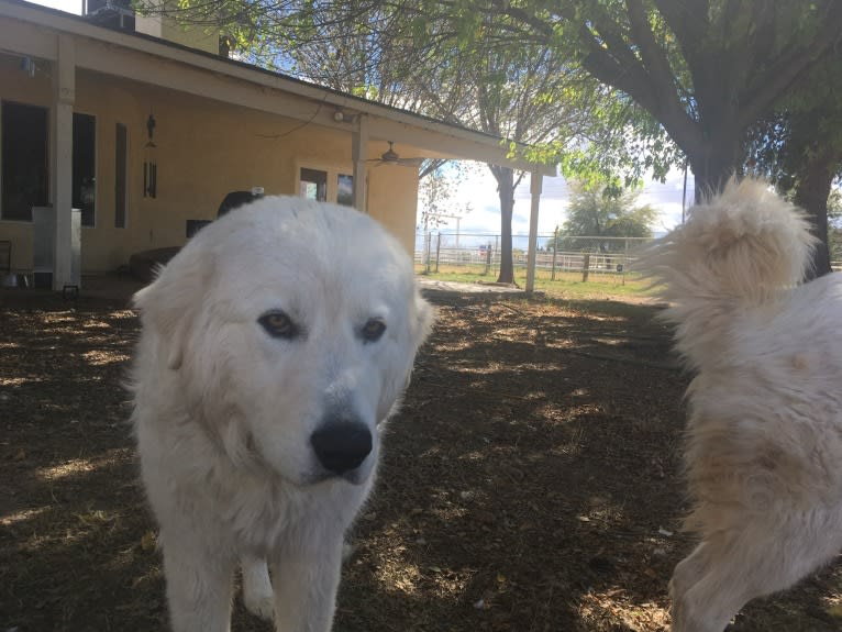 Aragorn, a Maremma Sheepdog tested with EmbarkVet.com