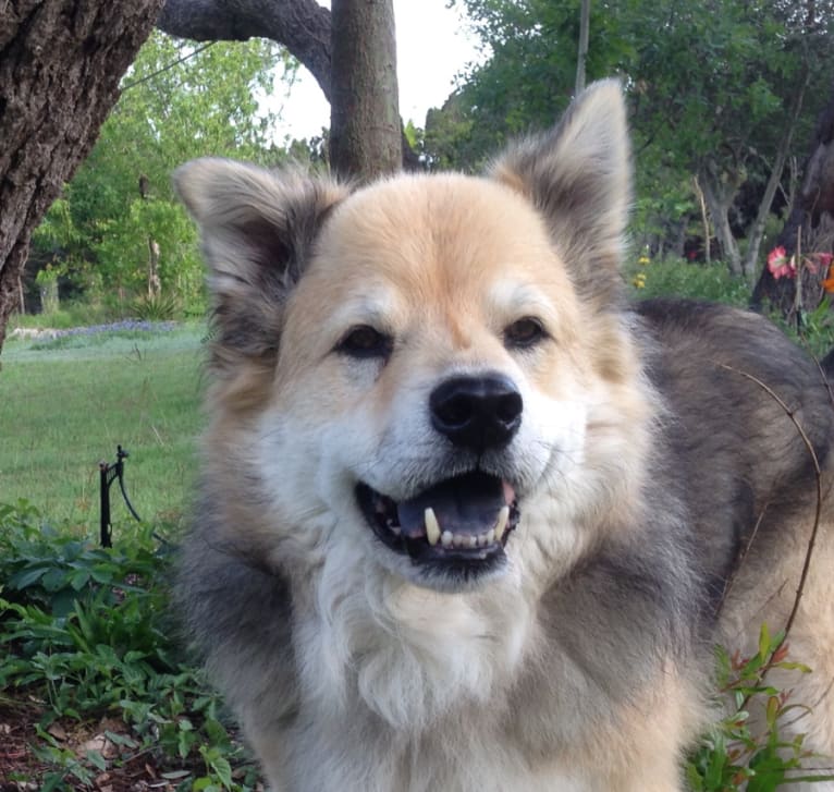 Charlie, a Chow Chow and Australian Cattle Dog mix tested with EmbarkVet.com