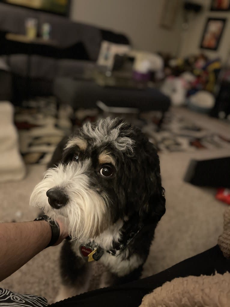 Drake, a Bernese Mountain Dog and Poodle (Small) mix tested with EmbarkVet.com