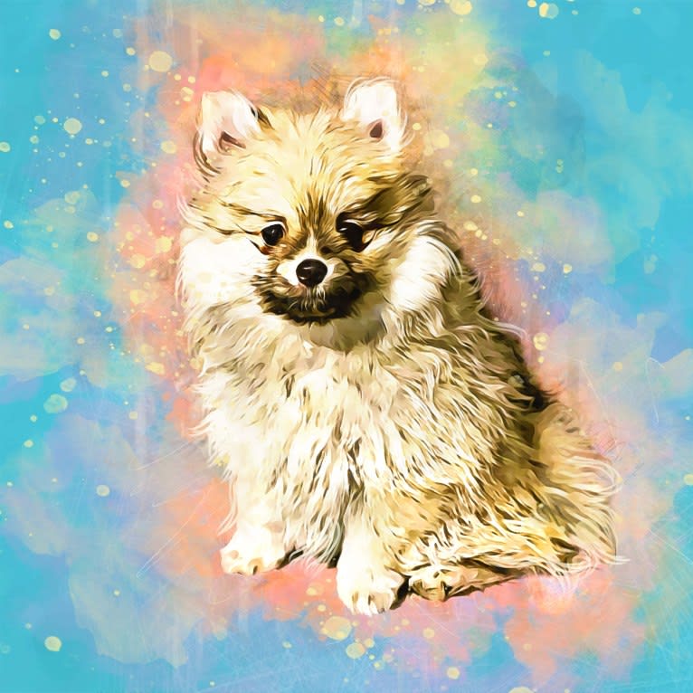 Okami, a Pomeranian tested with EmbarkVet.com