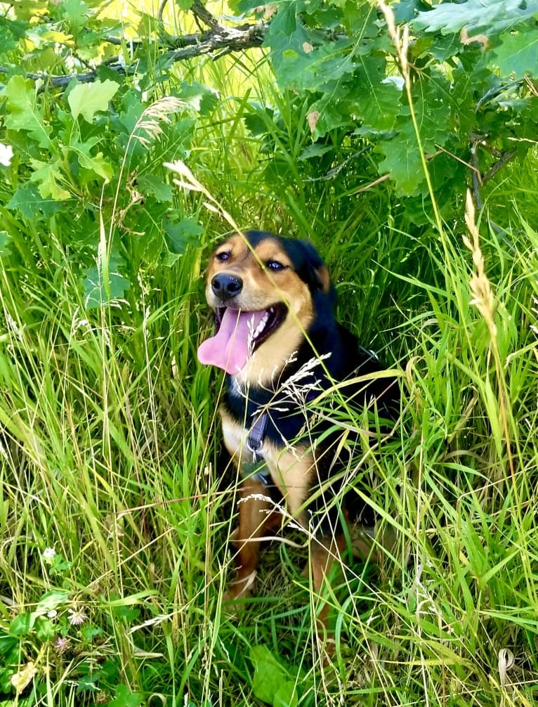 Millie, an Australian Cattle Dog and Chow Chow mix tested with EmbarkVet.com