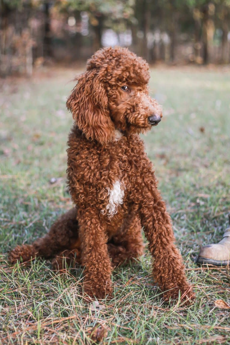 Rowdy, a Poodle (Standard) tested with EmbarkVet.com