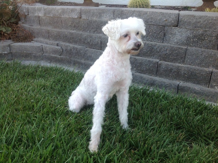 Q-Tip, a Poodle (Small) and American Eskimo Dog mix tested with EmbarkVet.com